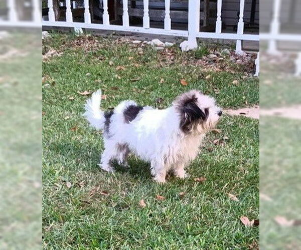 Medium Photo #4 Shih Tzu-Unknown Mix Puppy For Sale in Boonton, NJ, USA