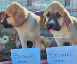 Small Photo #12 Anatolian Shepherd-Great Pyrenees Mix Puppy For Sale in RENO, NV, USA