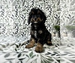 Small #1 Cavapoo