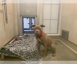 Medium American Pit Bull Terrier