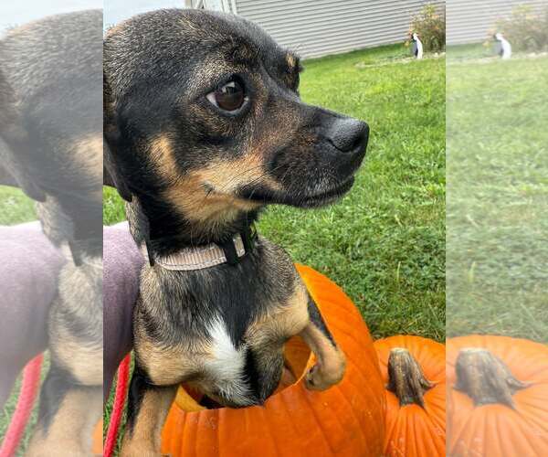 Medium Photo #2 Chihuahua-Unknown Mix Puppy For Sale in New London, WI, USA