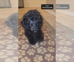 Small Photo #4 Poodle (Toy) Puppy For Sale in TUCSON, AZ, USA
