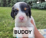 Puppy Buddy English Setter