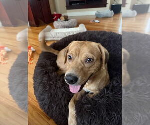 Retriever -Unknown Mix Dogs for adoption in Woodbury, NY, USA