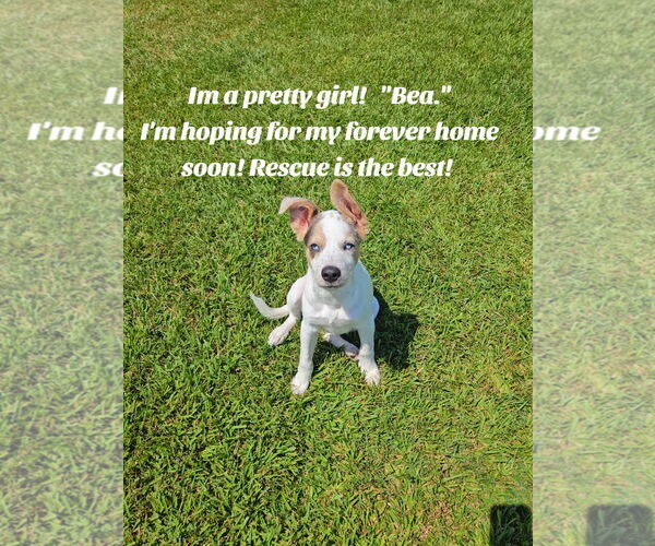 Medium Photo #3 Mutt Puppy For Sale in Oakhurst, NJ, USA