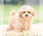 Small Photo #112 Maltipoo (Miniature) Puppy For Sale in WARSAW, IN, USA