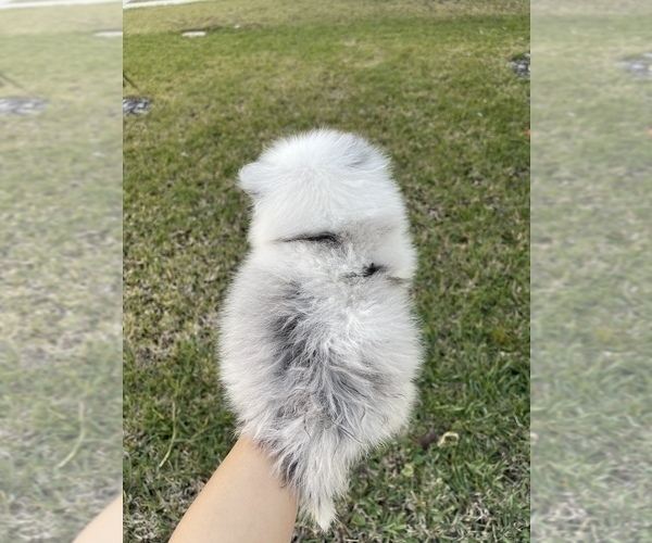 Medium Photo #5 Pomeranian Puppy For Sale in ORLANDO, FL, USA