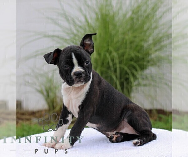 Medium Photo #3 Boston Terrier Puppy For Sale in MANHEIM, PA, USA