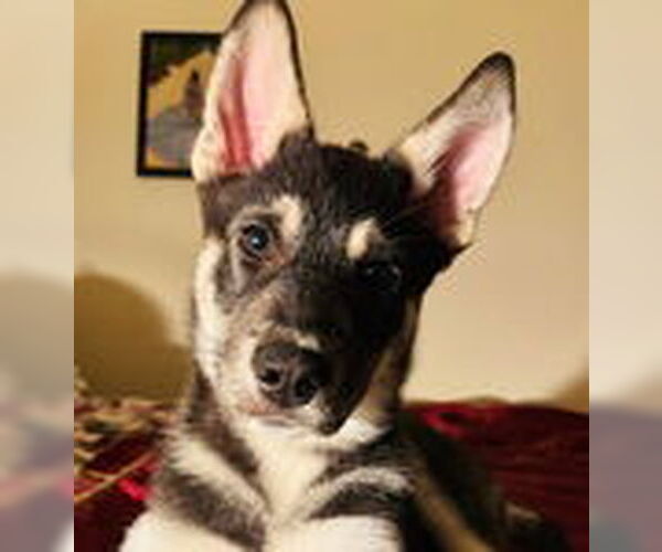 Medium Photo #4 Siberian Husky-Unknown Mix Puppy For Sale in Fremont, CA, USA
