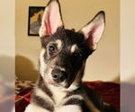 Small #3 Siberian Husky Mix