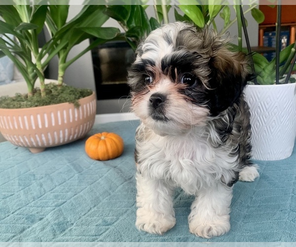 Medium Photo #2 Zuchon Puppy For Sale in RENO, NV, USA