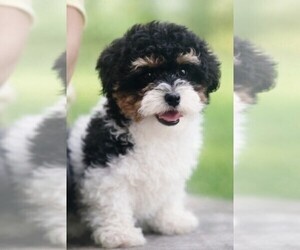 Havapoo Puppy for sale in DUNDEE, OH, USA