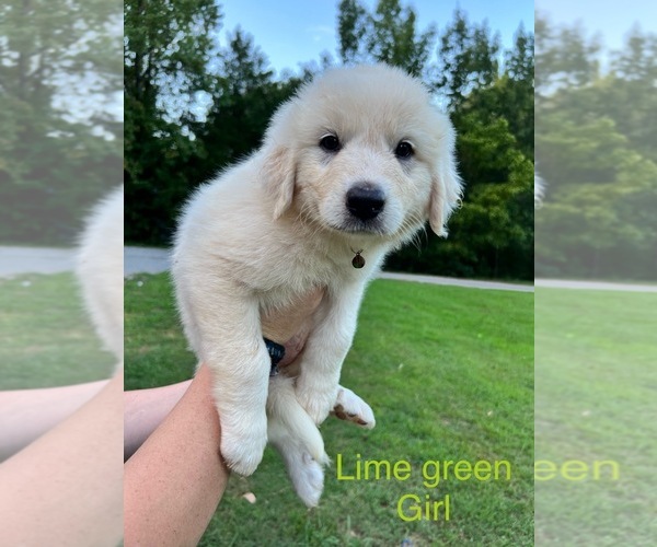 Medium Photo #4 Great Pyrenees Puppy For Sale in DANVILLE, AL, USA