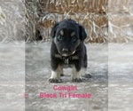 Small #2 Australian Shepherd