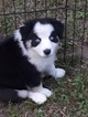 Small Photo #9 Australian Shepherd Puppy For Sale in COOPERSTOWN, NY, USA