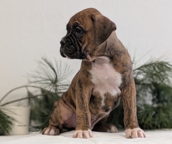 Medium Photo #2 Boxer Puppy For Sale in GOSHEN, IN, USA