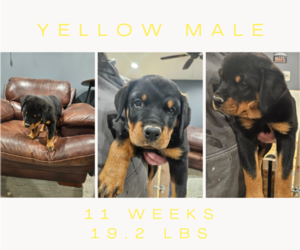 Rottweiler Puppy for sale in MITCHELLVILLE, IA, USA