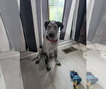 Small #2 Mutt