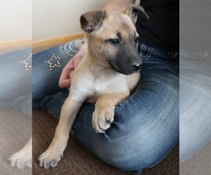 Malinois Puppy for sale in CHIPPEWA FALLS, WI, USA