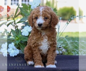 Goldendoodle (Miniature) Puppy for sale in EAST EARL, PA, USA