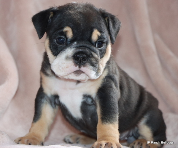 Medium Photo #2 Bulldog Puppy For Sale in WINNSBORO, TX, USA
