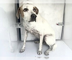 Labrador Retriever-Unknown Mix Dogs for adoption in Houston, TX, USA