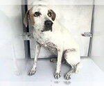 A662827 - Male Labrador Retriever-Unknown Mix Dog for Adoption - Small photo