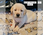 Puppy BLUE Labrador Retriever
