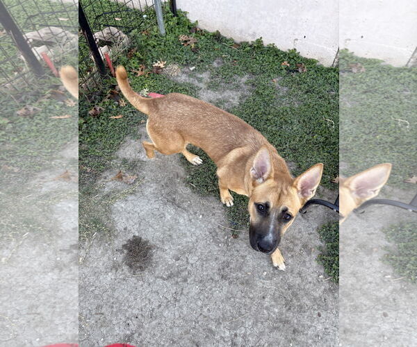 Medium Photo #3 Black Mouth Cur-Unknown Mix Puppy For Sale in Rowlett, TX, USA