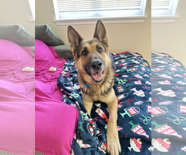 Medium Photo #2 German Shepherd Dog Puppy For Sale in Rockaway, NJ, USA