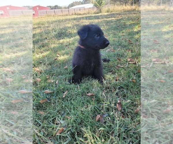 Medium Photo #13 German Shepherd Dog Puppy For Sale in BURLESON, TX, USA