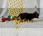 AKC Huba Huba - Male Chihuahua Puppy for Sale - Photo #2