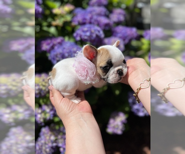 Medium Photo #8 French Bulldog Puppy For Sale in VANCOUVER, WA, USA