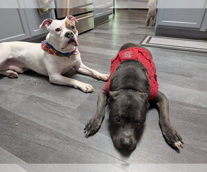 Chief - Male American Staffordshire Terrier-Boxer Mix Dog for Adoption - Photo #16