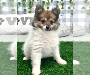 Cane Corso Puppy for sale in MARIETTA, GA, USA
