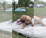 Small #1 American Staffordshire Terrier Mix