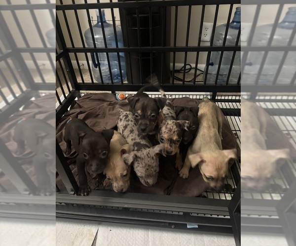 Medium Photo #1 American Bully Puppy For Sale in WINSTON SALEM, NC, USA