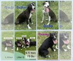 Small #2 Dalmatian-Whippet Mix