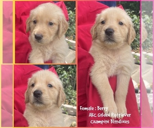 Golden Retriever Puppy for sale in SUGAR LAND, TX, USA