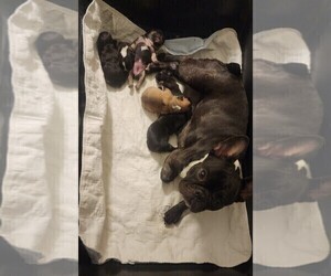 French Bulldog Puppy for sale in CAPE CORAL, FL, USA
