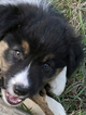 Small Photo #4 Australian Shepherd Puppy For Sale in WILLISTON, FL, USA