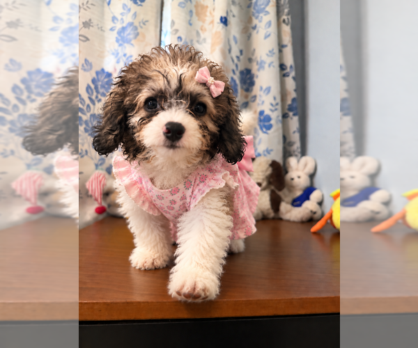 Medium Photo #23 Cockapoo (Miniature) Puppy For Sale in DURHAM, CT, USA