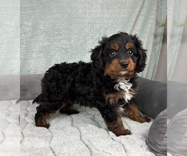 Medium Photo #5 Cavapoo Puppy For Sale in FRANKLIN, IN, USA