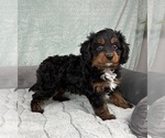 Small #4 Cavapoo
