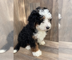 Miniature Bernedoodle Puppy for sale in APPLE CREEK, OH, USA