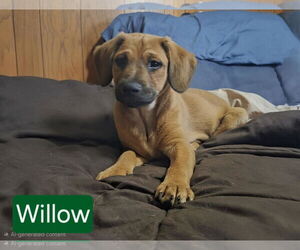 Mutt Dogs for adoption in Mechanicsburg, PA, USA