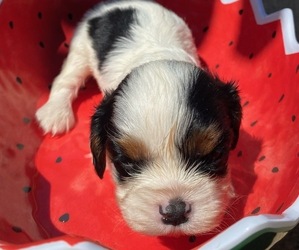 Cavalier King Charles Spaniel Puppy for sale in HICKORY, NC, USA