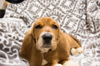 Small Photo #8 Basset Hound Puppy For Sale in PETERSBURG, IN, USA