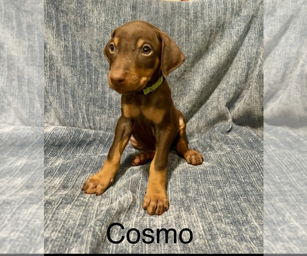 Medium Photo #1 Doberman Pinscher Puppy For Sale in AUSTIN, TX, USA