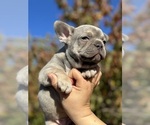 Puppy Penny French Bulldog